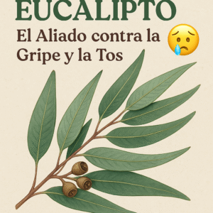 🌾 Eucalipto: El Aliado contra la Gripe y la Tos 🤧